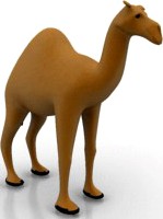 Camel