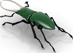 Stag beetle