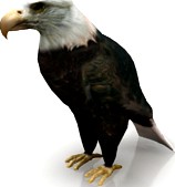 Eagle