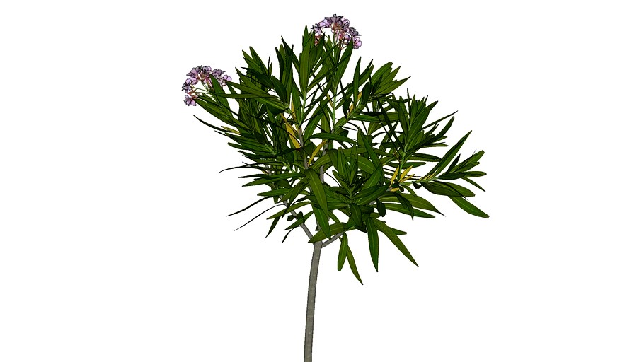 3d tree ginkgo biloba_03_08