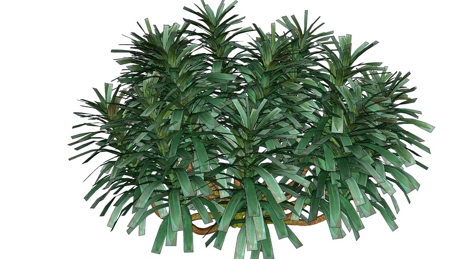 3d Shrub Euphorbia Characias01 Model 