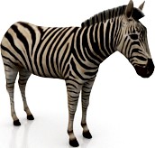 Zebra