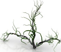 Bush