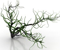 Bush