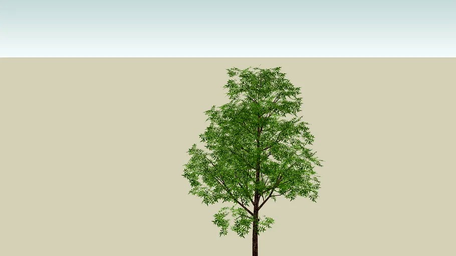 neem tree