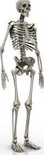 Skeleton