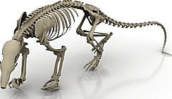 Skeleton