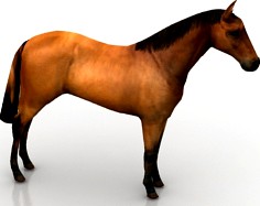 Horse