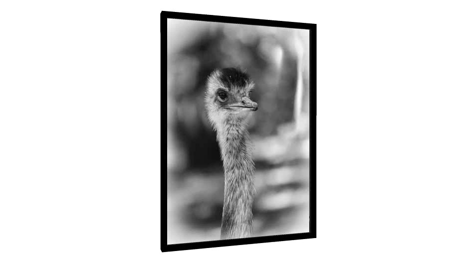 Quadro pequena ema - Galeria9, por edmoraes