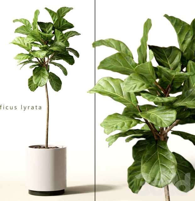 ficus lyrata