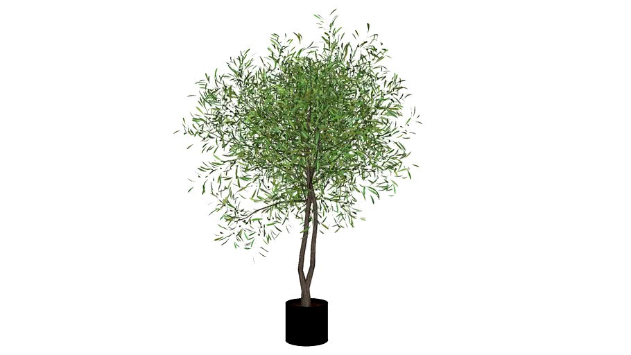 Olive Tree - Double Trunk in Pot