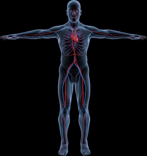 Human Circulatory System3d model
