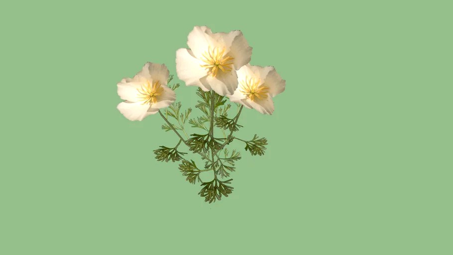 California Poppy white