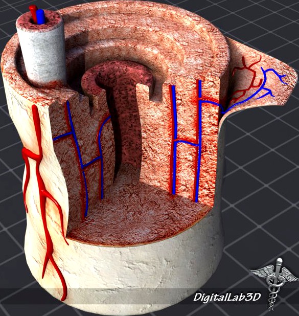 Bone Anatomy 3D Model