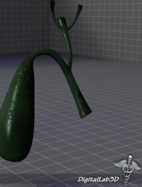 Gall Bladder 3D Model