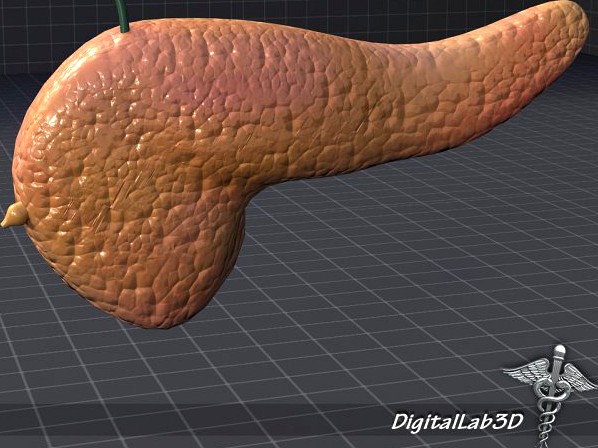 Pancreas External 3D Model