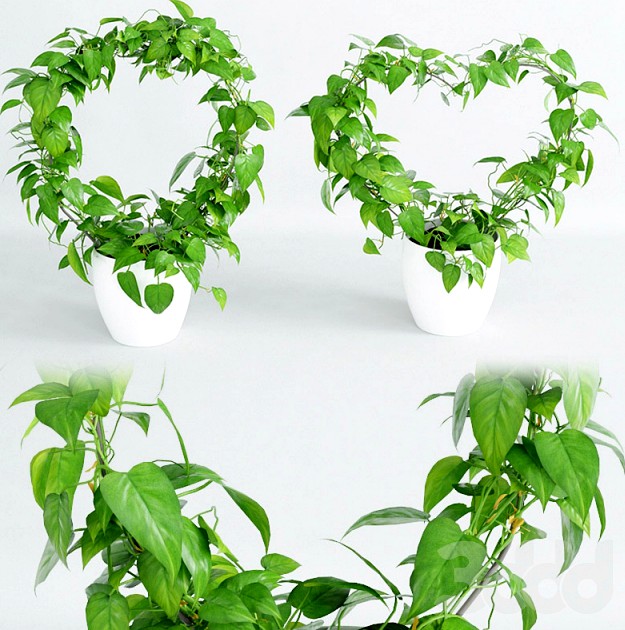 Вьющееся растение 2