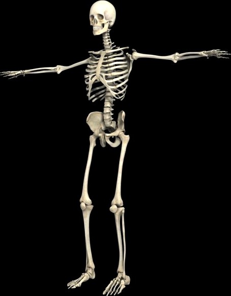 Human skeleton3d model