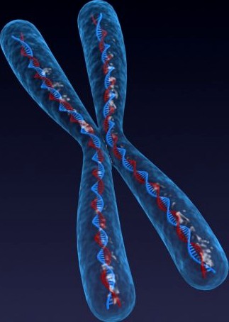 Chromosome3d model