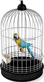 Parrot 06 am83