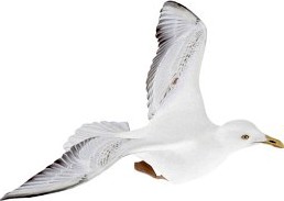 Seagull 16 am83