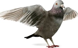 Pigeon 12 am83