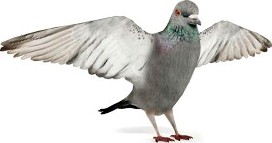 Pigeon 09 am83