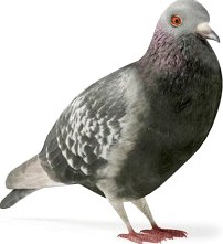 Pigeon 11 am83