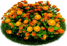 Calendula Officinalis 011 Am86