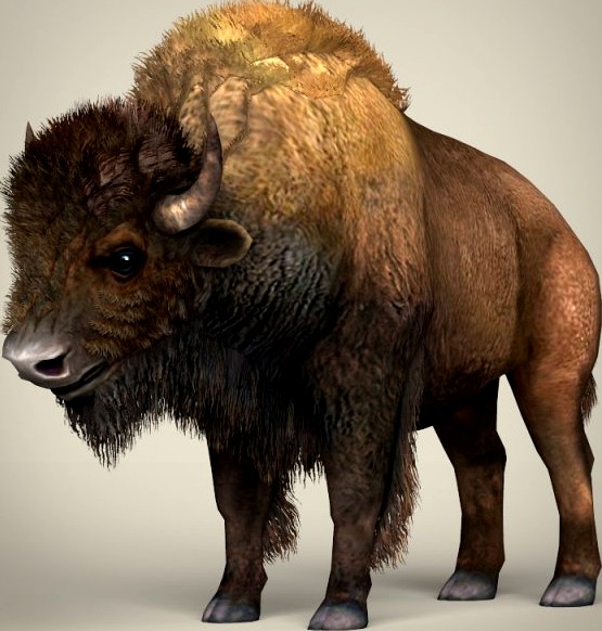 Low Poly Realistic Montana Buffalo 3D Model