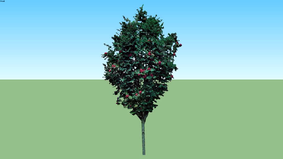 Sorbus aucuparia 'Fastigiata' 3d model