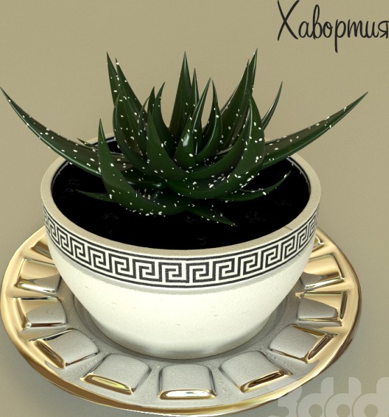 Декоративное растение Хавортия