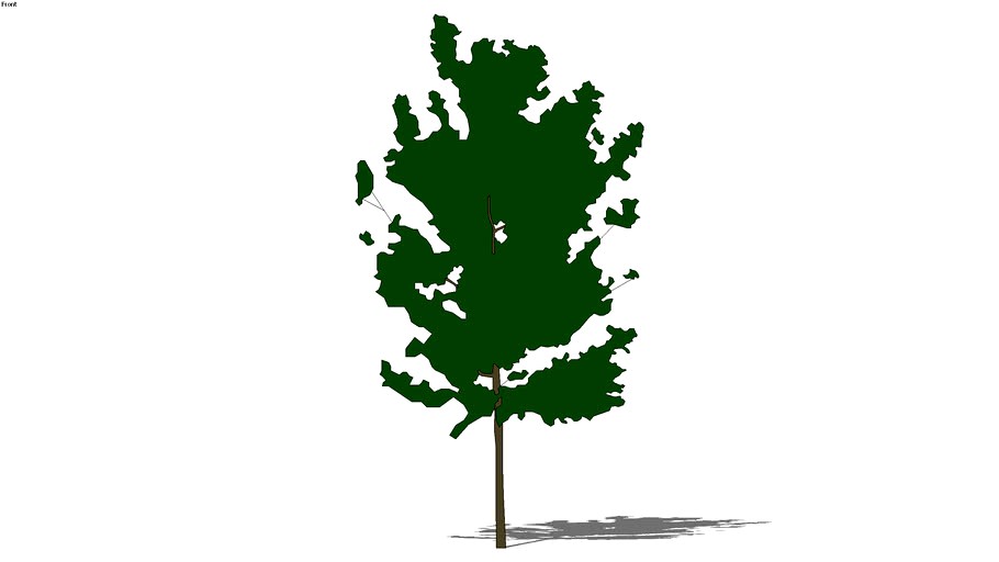 2D schematic hickory tree 20'
