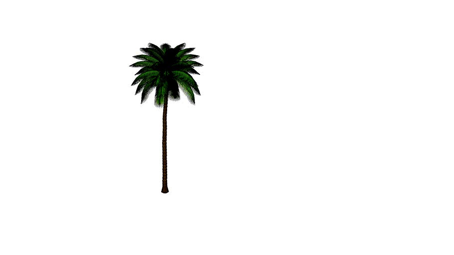 coqueiro 3D