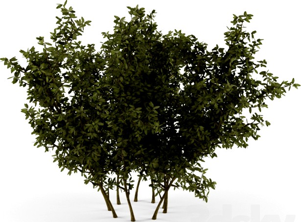 Bush