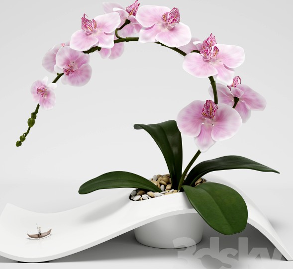 Orchid (phalaenopsis)