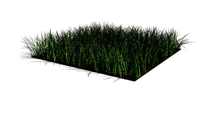 Grass