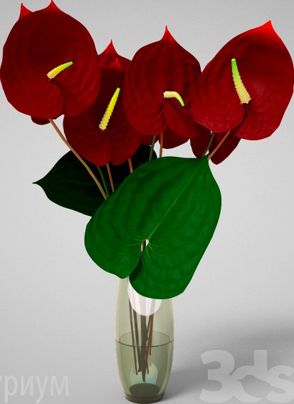 Flowers Anthurium
