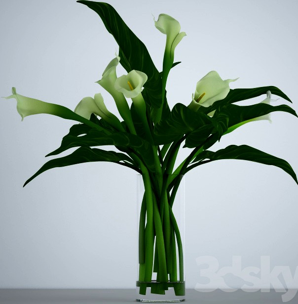 Bouquet of calla lilies with leaves