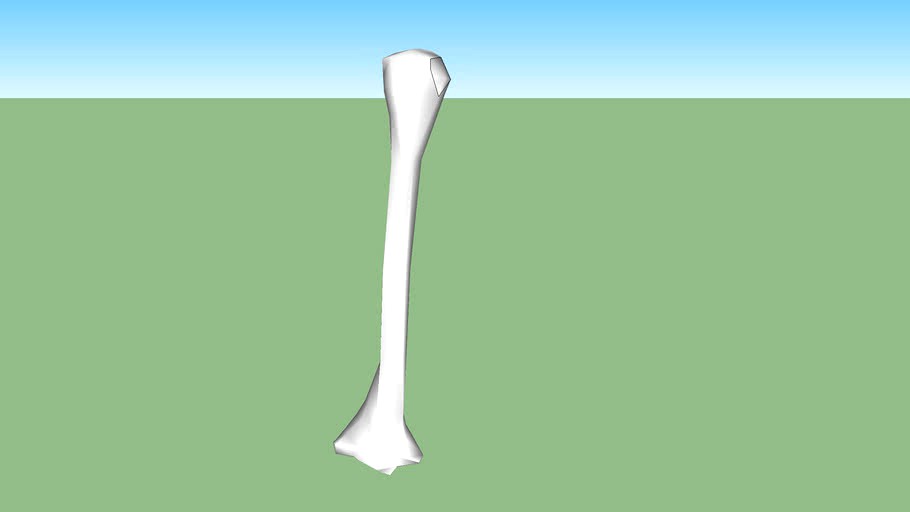 The humerus {Left}