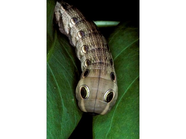 Snake Bugs for wargaming by Dogpaw