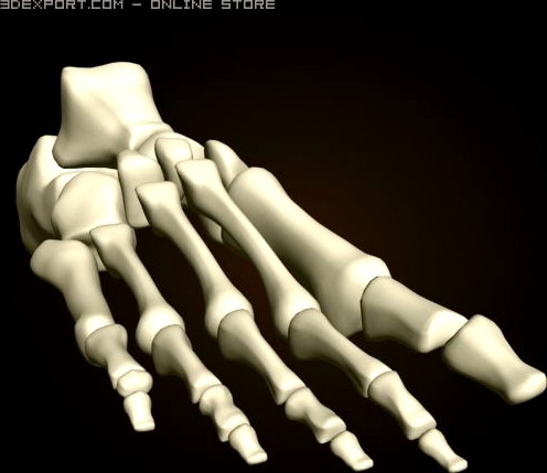 Footbones 3D Model