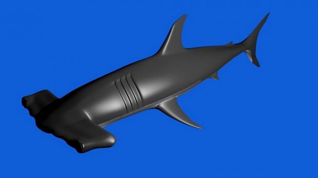Hammerhead Shark