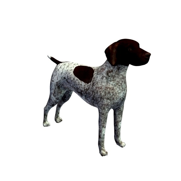 German Shorthaired Pointer v1