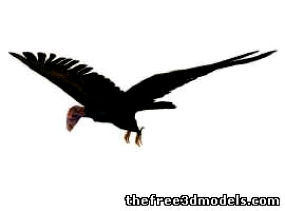 Condor