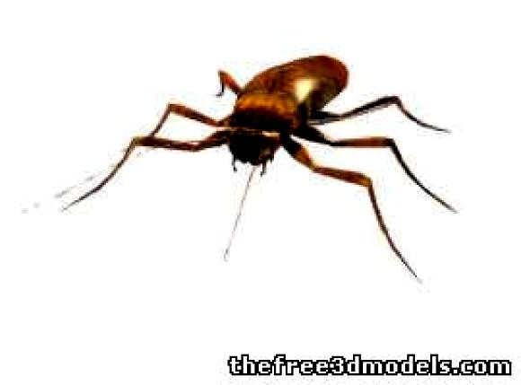 Roach Spider
