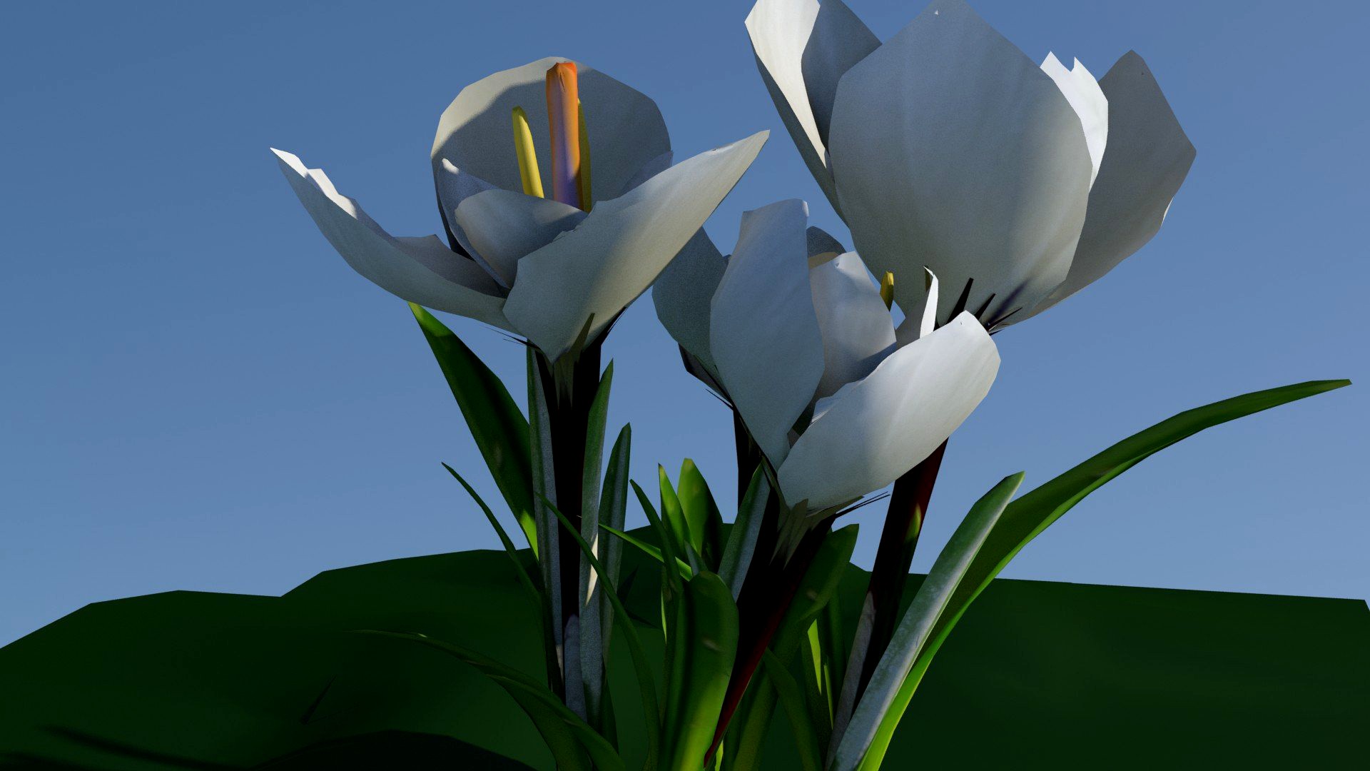 crocus