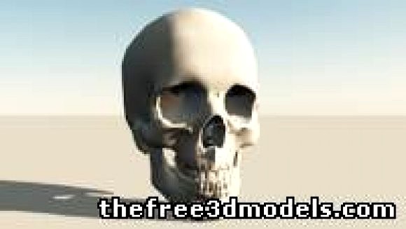 Skull