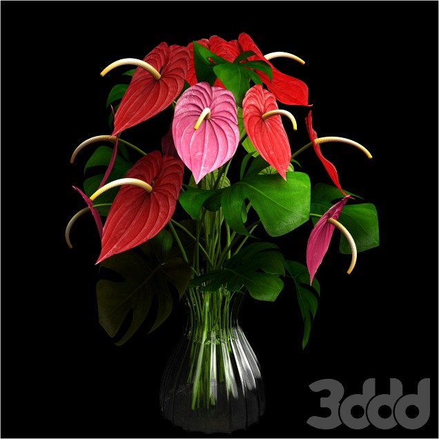 Anthurium color flower