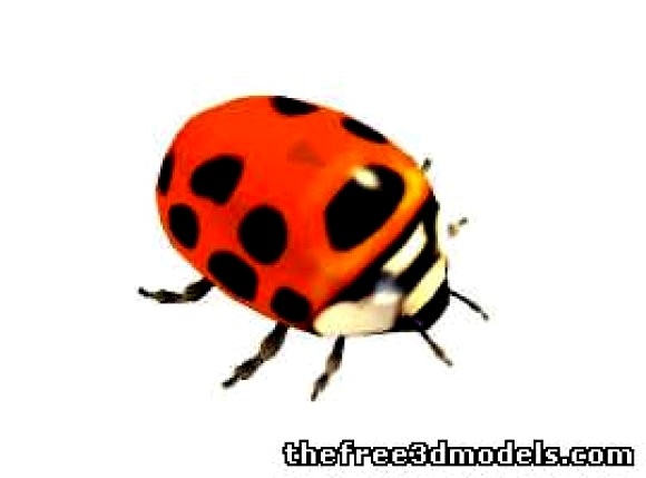 LadyBug